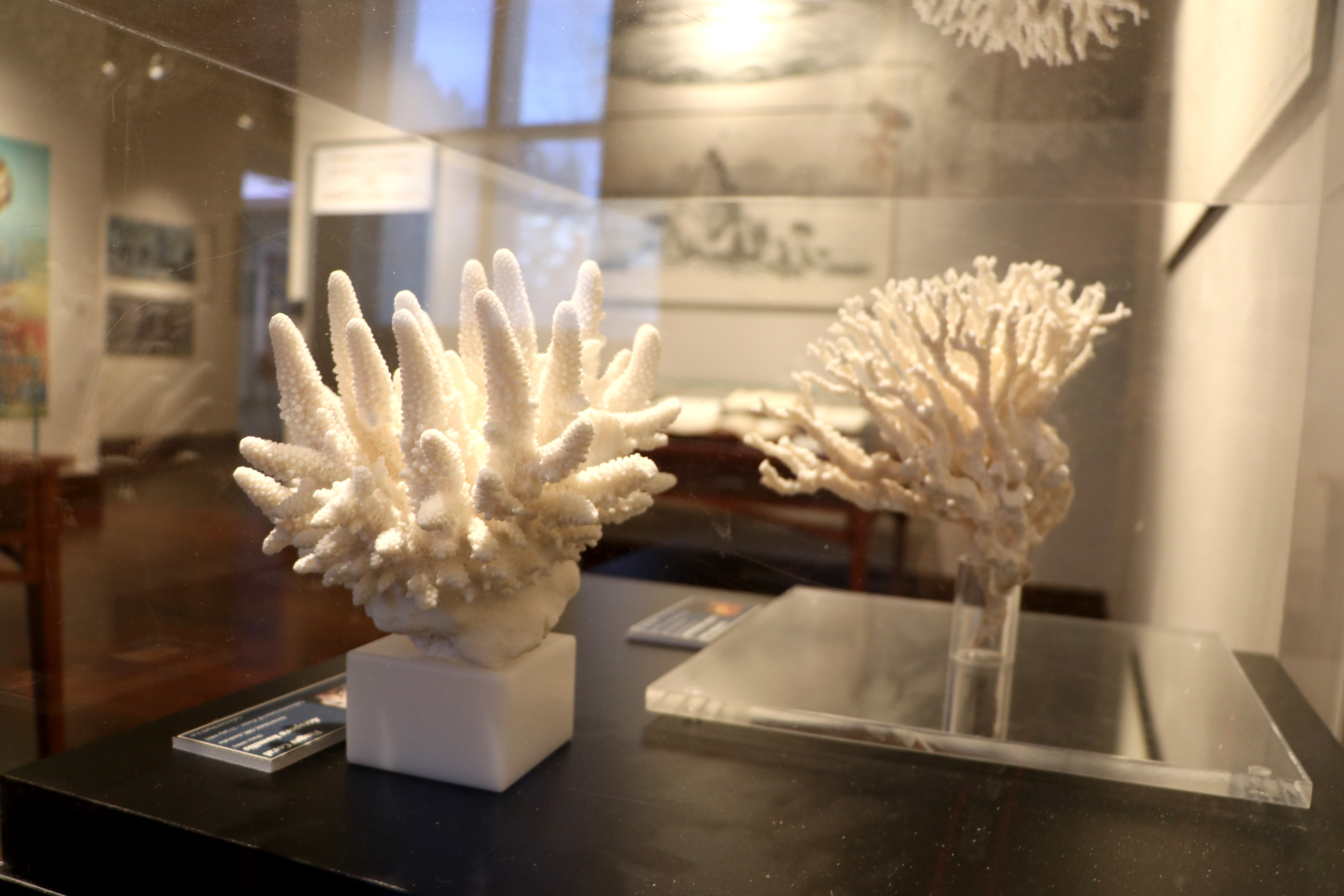 White coral skeletons on display