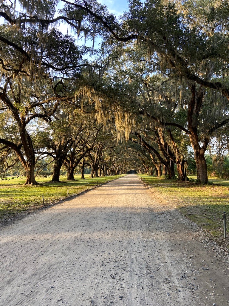 A gravel road through a canopy of oak trees with Spanish moss hanging from them